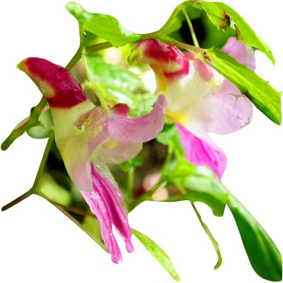 Nema Parrot Orchid Flower Seeds-Red And Pink-100Pcs Seed(100 per packet)