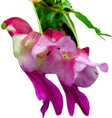 Futaba Parrot Orchid Flower Seeds-Red And Violet-100Pcs Seed(100 per packet)