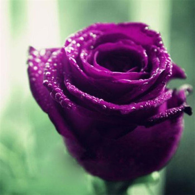 Futaba Purple Dwarf Rose Seeds - 50 Pcs Seed(50 per packet)