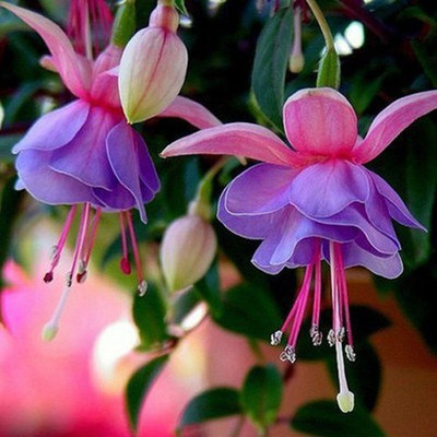Nema Lantern Winter Cherry Flower Seeds-100PCS Seed(100 per packet)