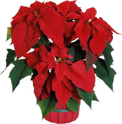 Redoak Euphorbia Pulcherrima Flower Seeds-30 Pcs Seed(30 per packet)