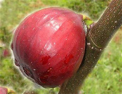 Nema Dwarf Fig Tree Fruit Seeds-Red-15PCS Seed(15 per packet)