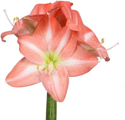 Srushtitraders Amaryllis Nagano Seed(1 per packet)