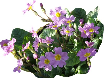 Futaba Wood Sorrel Flower - Lavender And Lemon - 120 Pcs Seed(120 per packet)