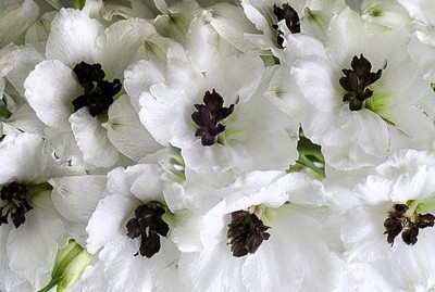 Nema Dendrobium Orchid flower Seeds-White-100Pcs Seed(100 per packet)