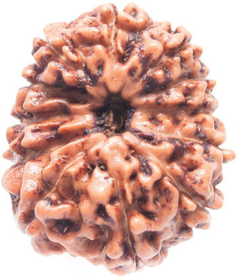 Jewelswonder Natural Twelve Face /12 Mukhi Rudraksha Wood
