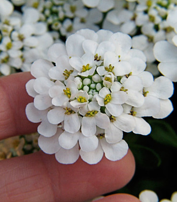 LIVE GREEN SWEET ALLYSUM F1 HYBRID FLOWER SEEDS (PACK OF 5 PKT) Seed(70 per packet)