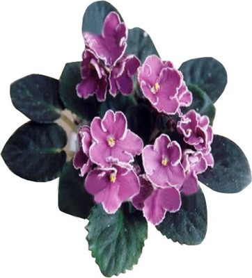 Nema African Violets Flower Seeds-100PCS Seed(100 per packet)