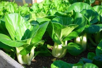 FLORICULTURE GREENS Seeds Plants Garden Pak choi Organic vegetable F1 Hybrid Seeds Pack Seed(100 per packet)