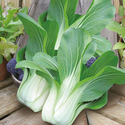 KUSH Pak Choi Hybrid Vegetable Seeds Seed(100 per packet)