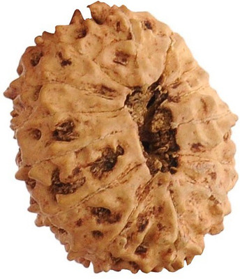 Jewelswonder 14 Mukhi Rudraksha With JGL Lab Certified Wood
