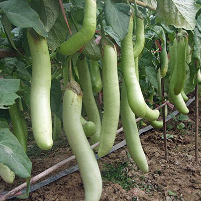 VibeX Green Brinjal Seed(100 per packet)