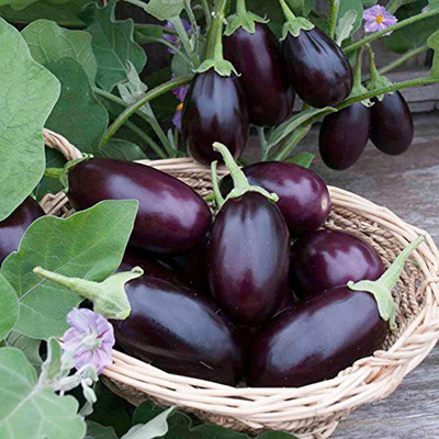 ACCELCROP Round Brinjal Seeds Indian Vegetable Seed(2000 per packet)