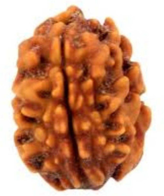 Jewelswonder Two Face /2 Mukhi Rudraksha With JGL Lab Certified Wood Pendant