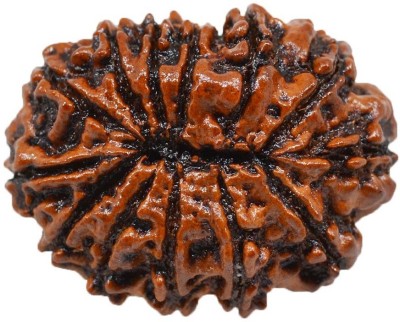 Jewelswonder Natural Thirteen Face /13 Mukhi Rudraksha With JGL Lab Certified Wood