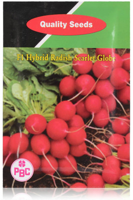 VibeX ™ CBZ-402 Hybrid Radish Scarlet Globe Seed Seed(60 per packet)