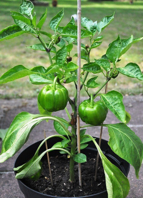 Paudha Green capsicum Seed(40 per packet)