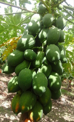 FRESH SEEDS Red lady papaya 786 f1 seeds Seed(650 per packet)