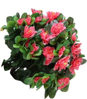 Nema Azalea Iggy Flower Seeds-Coral Pink-50Pcs Seed(50 per packet)