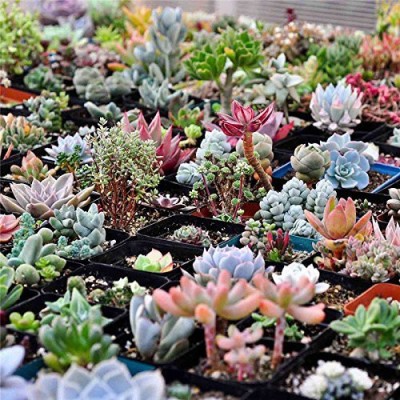 Srushtitraders Succulents Seeds Rare Potted Plant Seed(1 per packet)