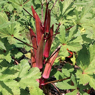 Gromax India Red Okra Bhindi Seeds Lady's finger Seeds Pack Of 100 Seed(40 per packet)