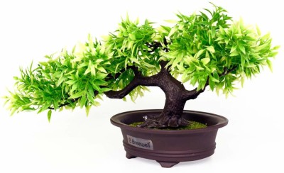 Breewell Bonsai Wild Artificial Plant  with Pot(21 cm, Green)