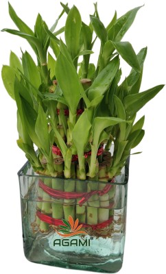 AGAMI Green 3 Layer Lucky Bamboo plant with Square Glass Vase Seed(1 per packet)