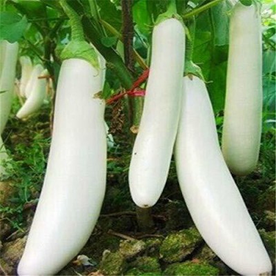 VibeX ® CBZ-266-Chinese Brinjal Long F1 Hybrid Vegetable Seed(125 per packet)