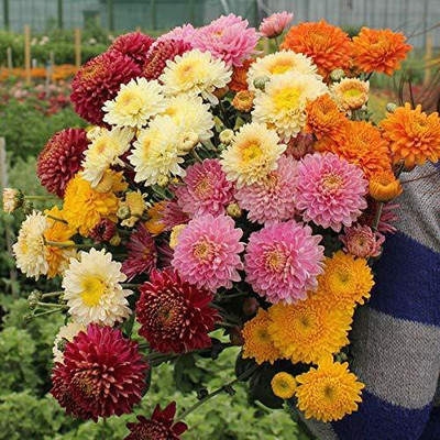 CYBEXIS Chrysanthemum Babuna Flower F1 Hybrid Seeds Seed(50 per packet)