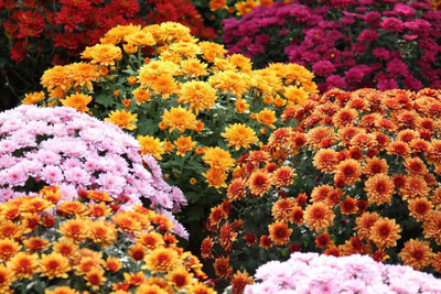 VibeX ® IMP-450-F1 Hybrid Seeds Chrysanthemum Seed(100 per packet)