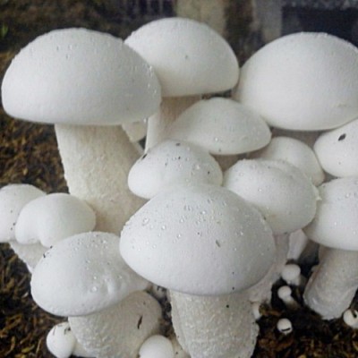 grenfel Milky Mushroom Spawn/Seeds Edible 2 KG CO2 Variety Set of 1 Seed(2 kg)