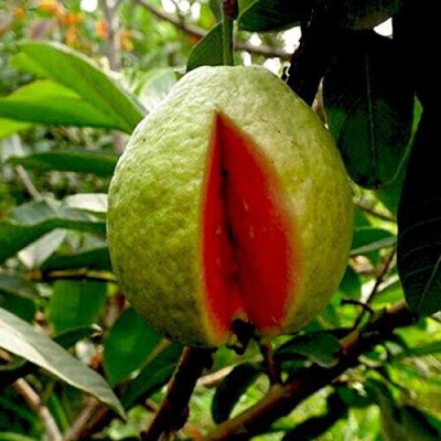 ActrovaX Rare Red Psidium Guajava, Guava Fruit [100 Seeds] Seed(100 per packet)