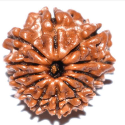 om rudraksha 12 mukhi rudraksha Wood