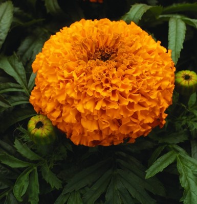 SimXotic Marigold Goldpot BIG BLOOM Flowers High Quality Seeds - Pack of 25 Seeds F1 HYBRID Seed(25 per packet)