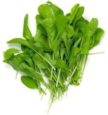 AllThatGrows Spinach Microgreens Seeds - Pack of 100 gms Seed(1 per packet)