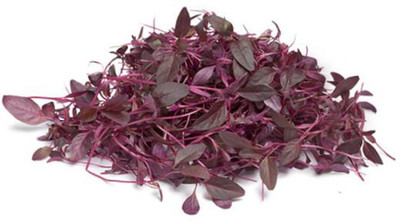 AllThatGrows Amaranthus Red Microgreens Seeds 100 gms Seed(1 per packet)