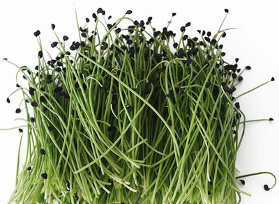 CYBEXIS ONION MICROGREEN SEEDS800 Seeds Seed(800 per packet)
