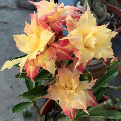 VibeX Rose Seed(5 per packet)