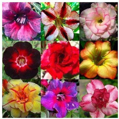 VibeX Rose Seed(50 per packet)