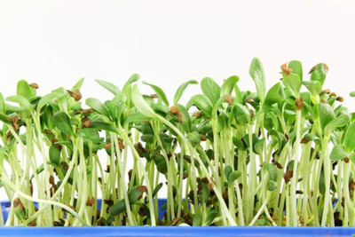 AllThatGrows Microgreens Fenugreek, Metha Microgreen Seeds 200 gms Pack Seed(1 per packet)