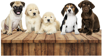 Wallzone 60 cm Cute Puppies Removable Sticker(Pack of 1)