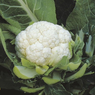 SHOP 360 GARDEN Hybrid Cauliflower snowball Vegetable Seeds - Pack of 50 seeds Seed(50 per packet)