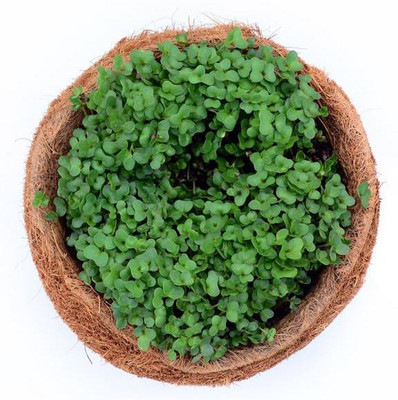 CYBEXIS Royal Basil2000 Seeds Seed(2000 per packet)