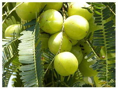 saraswati traders Amla Plant(Hybrid, Pack of 1)