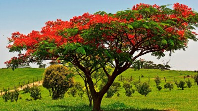 Green World GULMOHAR/ Delonix regia seeds 100 Gms Seed(110 per packet)