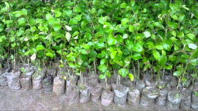 samarthgreen Custard Apple Plant(Hybrid, Pack of 1)