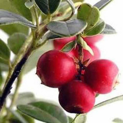 WILLVINE ™Tropical Fruit Red Strawberry Guava Exotic Seeds Seed(200 per packet)