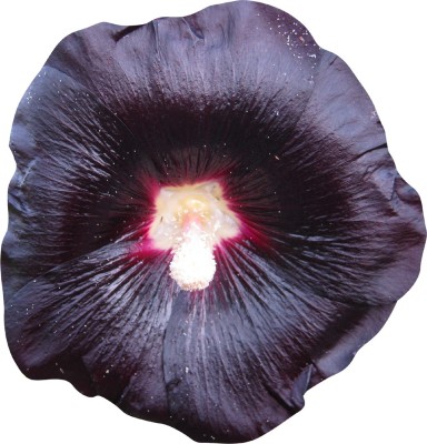 Nema Alcea Rosea Flower Seeds-Black-100Pcs Seed(100 per packet)