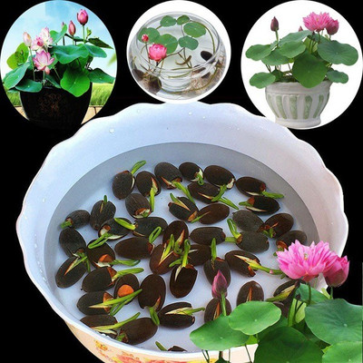 Quality seeds 20pcs/bag Lotus water lily bonsai seed garden hobbies multiple colour Seed(20 per packet)