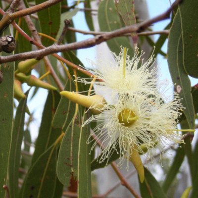 SHOP 360 GARDEN Eucalyptus Hybrid Tree Seed - Pack of 10 grams Seed(10 per packet)